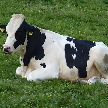 Haus Harter Appartamento